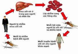 Truyền thông phòng bệnh Sốt rét